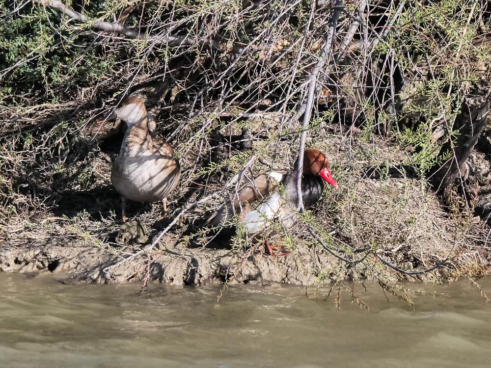 Nette rousse Netta rufina (Pallas, 1773)