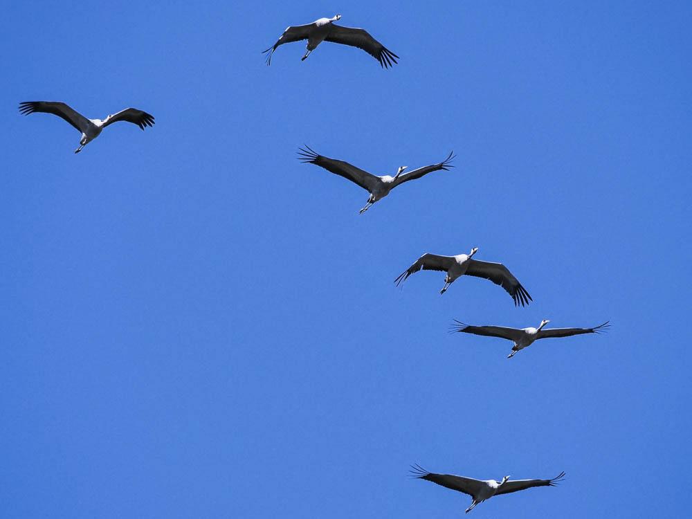 Grue cendrée Grus grus (Linnaeus, 1758)