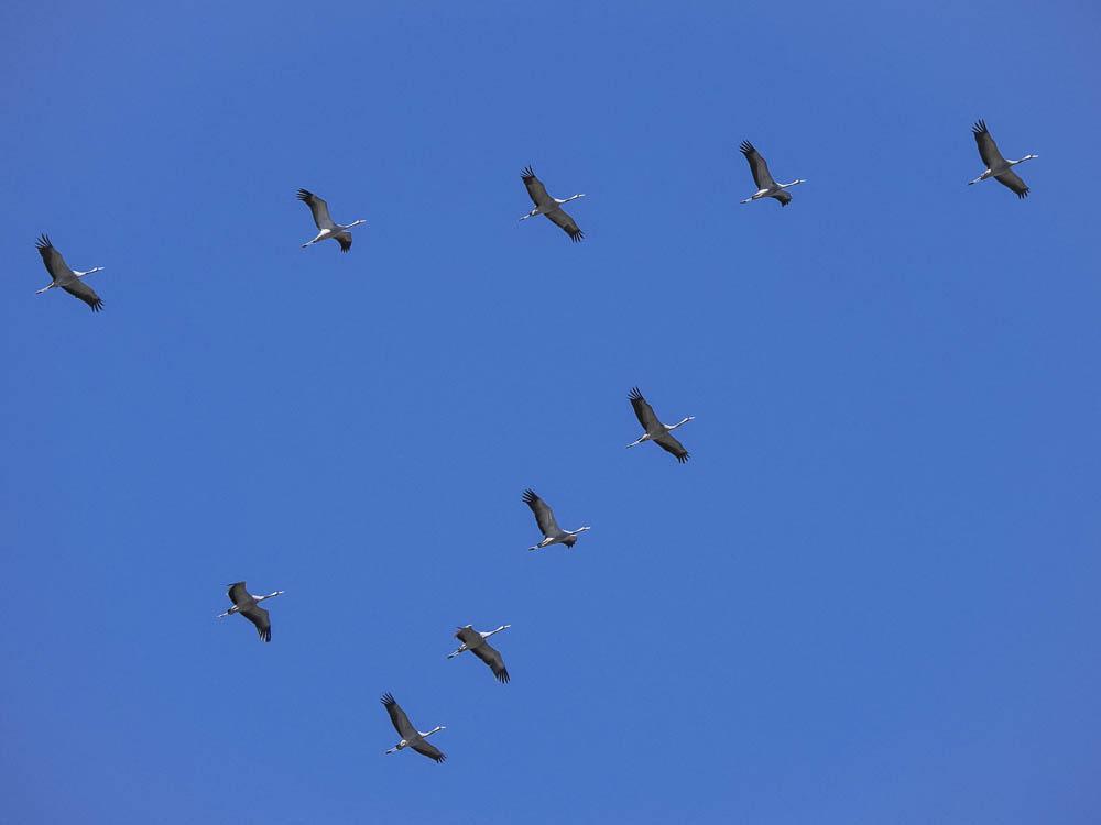 Grue cendrée Grus grus (Linnaeus, 1758)