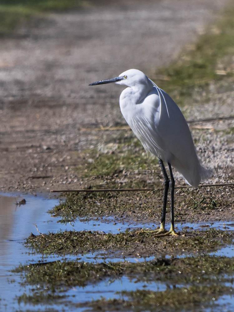 Aigrette garzette Egretta garzetta (Linnaeus, 1766)