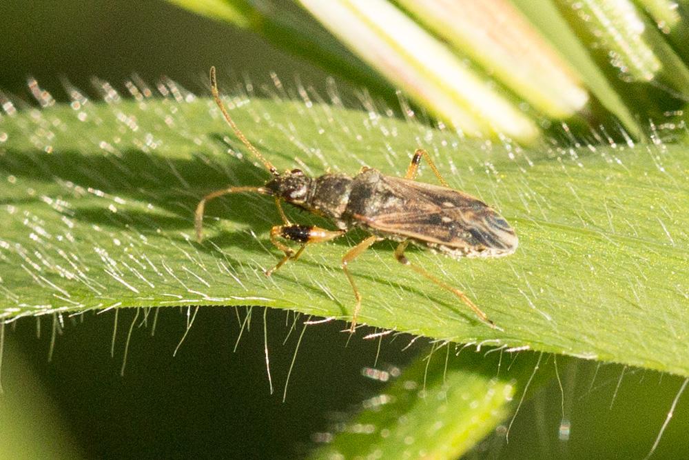  Paraparomius leptopoides (Baerensprung, 1859)