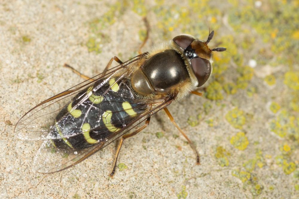  Scaeva selenitica (Meigen, 1822)