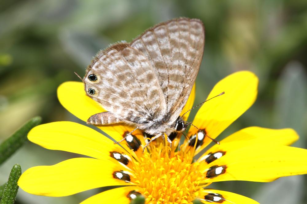 Azuré de la Luzerne (L'), Azuré de Lang (L'), Argu Leptotes pirithous (Linnaeus, 1767)