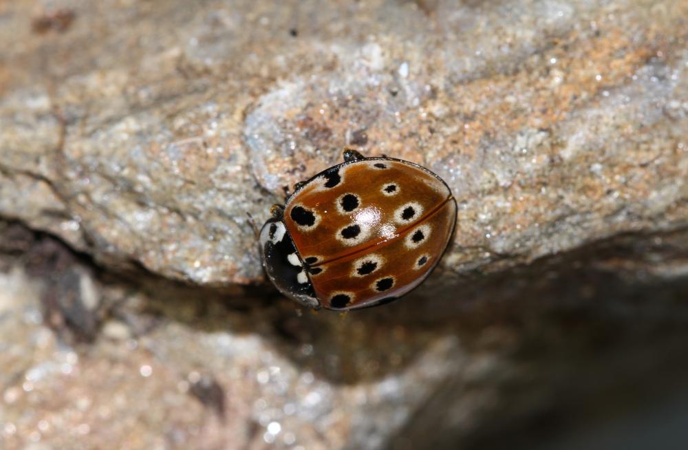 Anatis ocellata (Linnaeus, 1758)