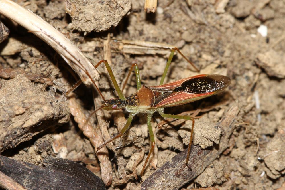 Zelus renardii Kolenati, 1857