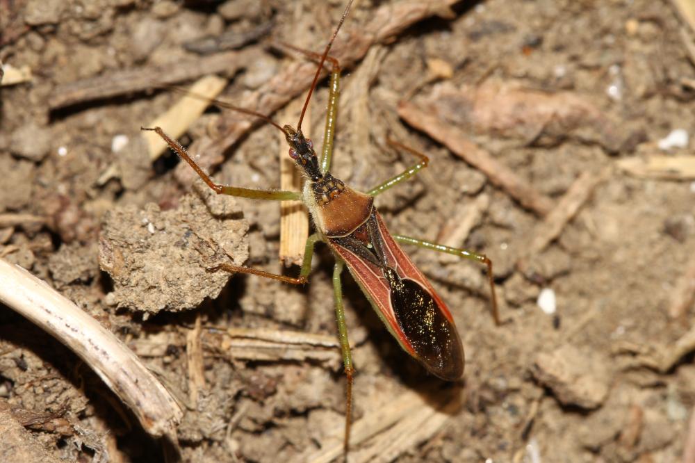 Zelus renardii Kolenati, 1857