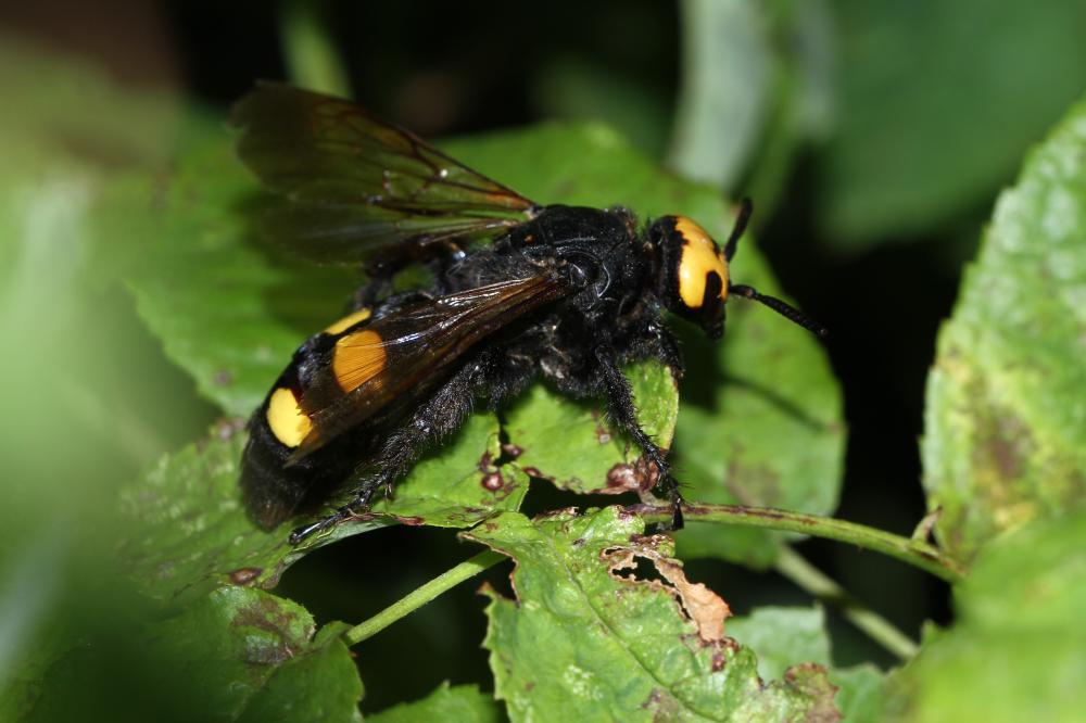 Megascolia maculata flavifrons (Fabricius, 1775)