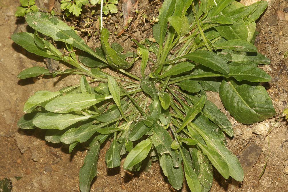 Campanule raiponce Campanula rapunculus L., 1753