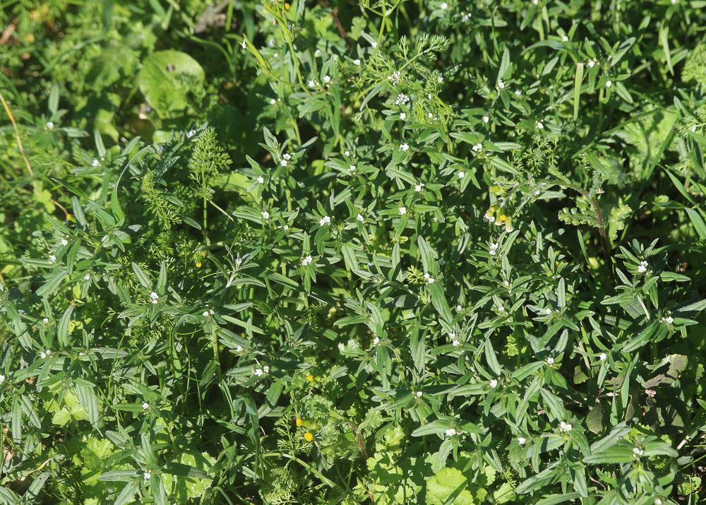 Charée Buglossoides arvensis (L.) I.M.Johnst., 1954