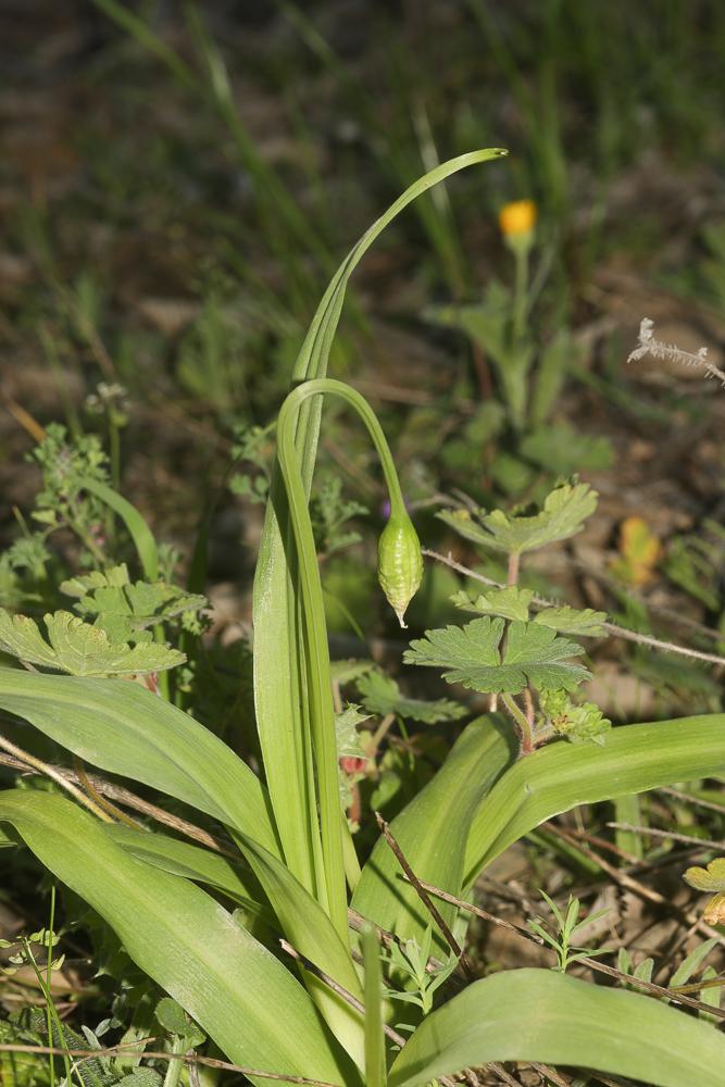 Ail de Naples, Ail blanc Allium neapolitanum Cirillo, 1788