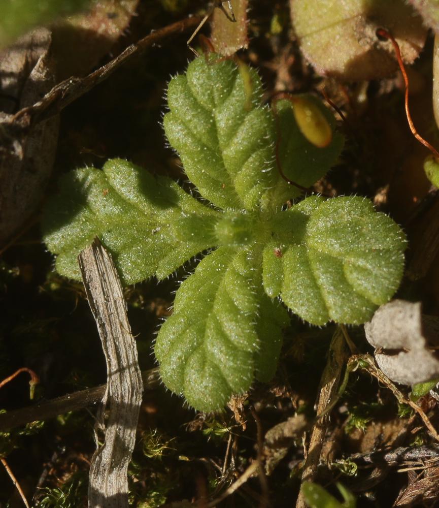 Bellardie, Bartsie trixago, Bellardie Germandrée Bartsia trixago L., 1753