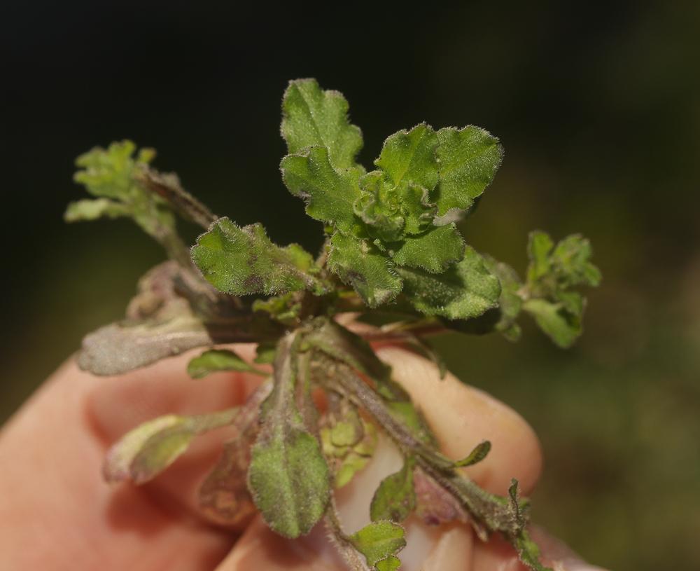Spéculaire miroir de Vénus, Miroir de Vénus hybrid Legousia hybrida (L.) Delarbre, 1800