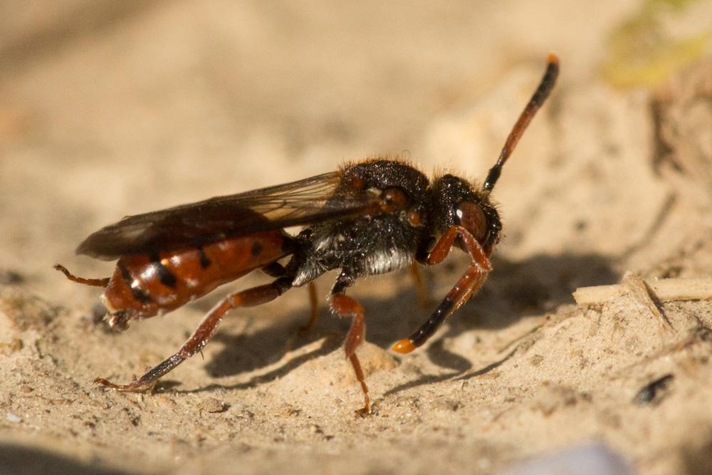 Le  Nomada carnifex Mocsáry, 1883