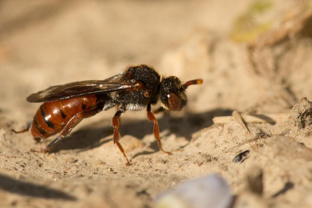 Nomada carnifex Mocsáry, 1883