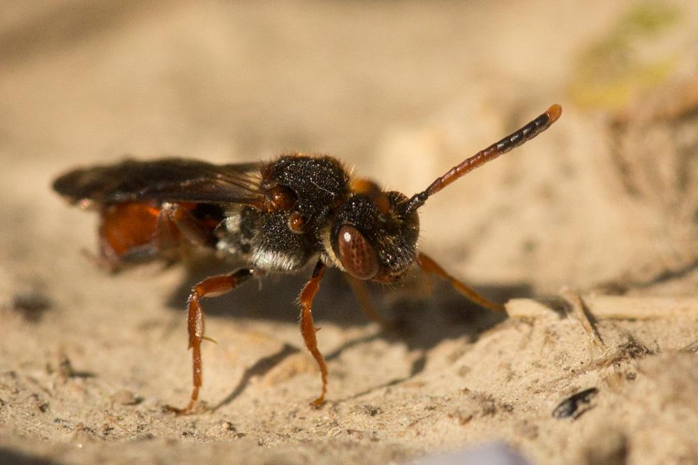 Nomada carnifex Mocsáry, 1883
