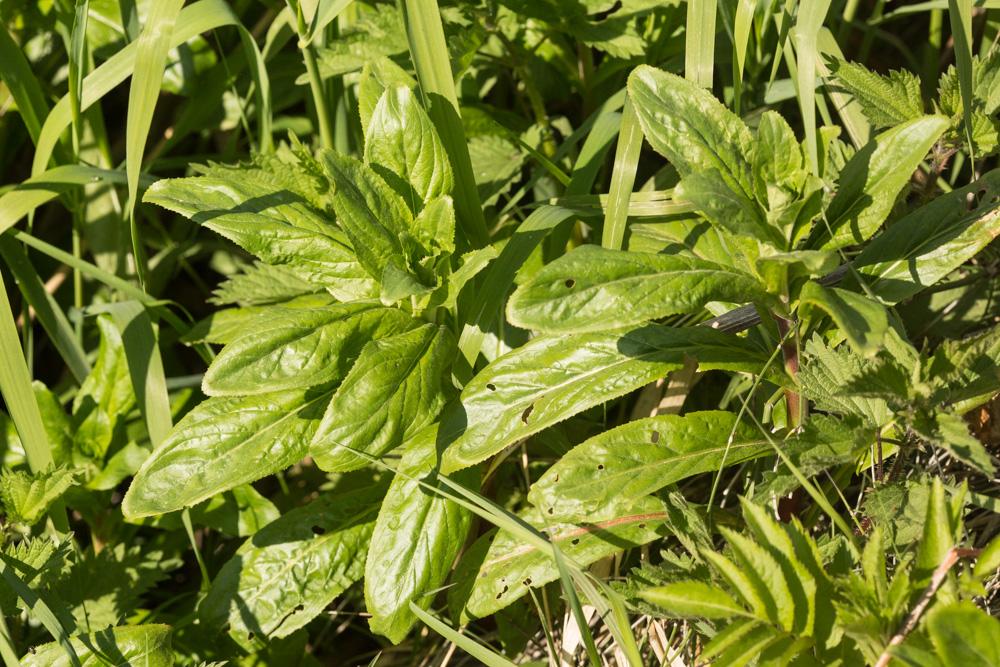 Épilobe hérissé, Épilobe hirsute Epilobium hirsutum L., 1753