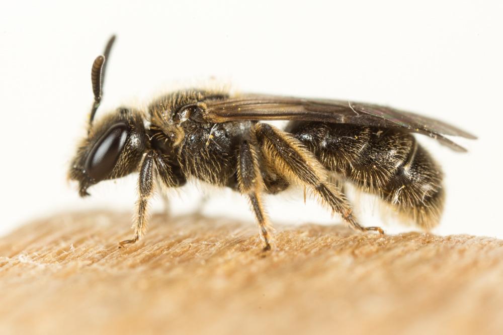 Lasioglossum Curtis, 1833