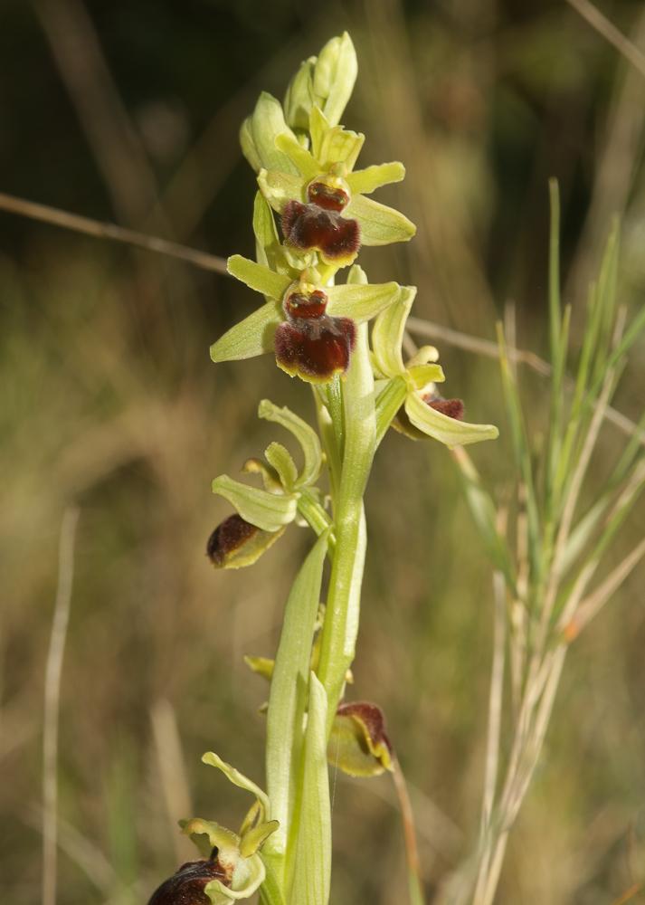 Ophrys araignée, Oiseau-coquet Ophrys aranifera Huds., 1778