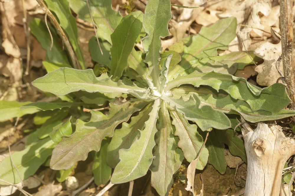 Andryale à feuilles entières, Andryale à feuilles  Andryala integrifolia L., 1753