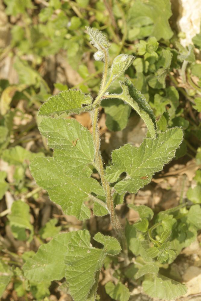 Liseron fausse mauve, Liseron fausse Guimauve Convolvulus althaeoides L., 1753