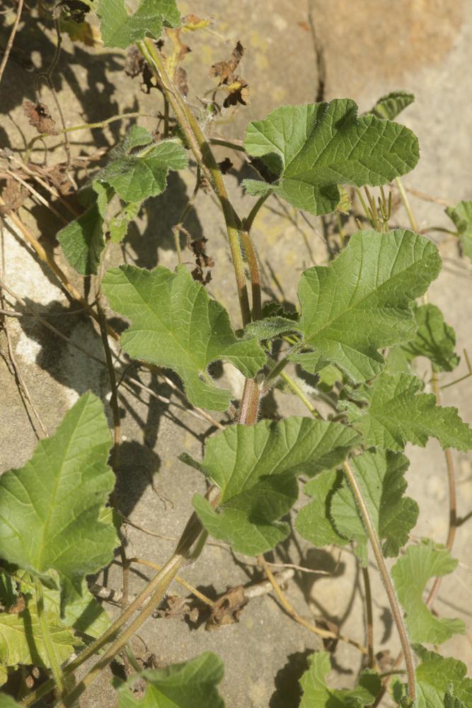 Liseron fausse mauve, Liseron fausse Guimauve Convolvulus althaeoides L., 1753