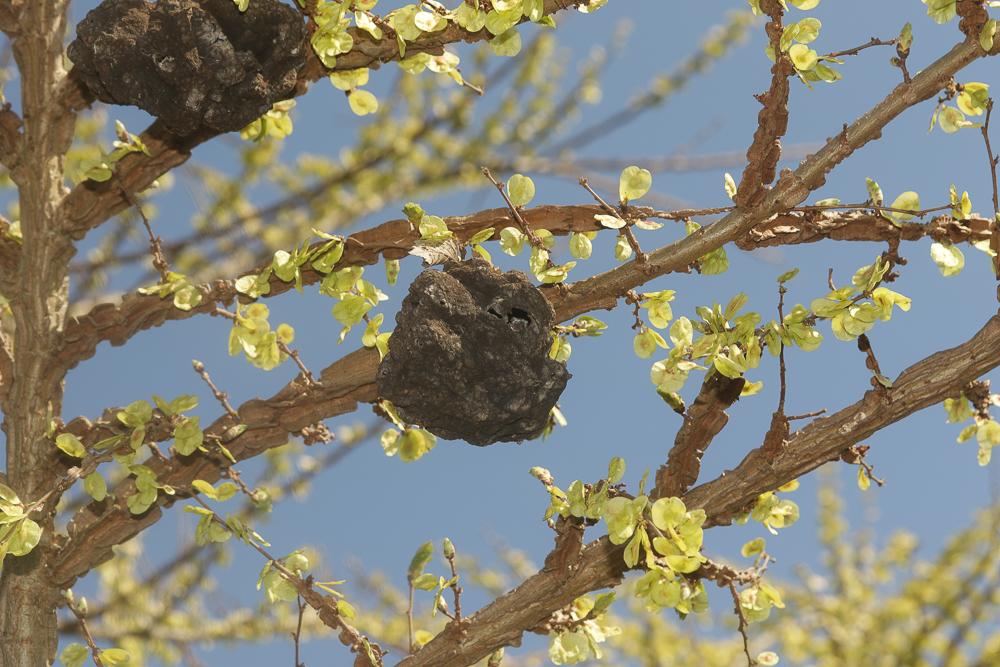Le  Eriosoma lanuginosum (Hartig, 1839)