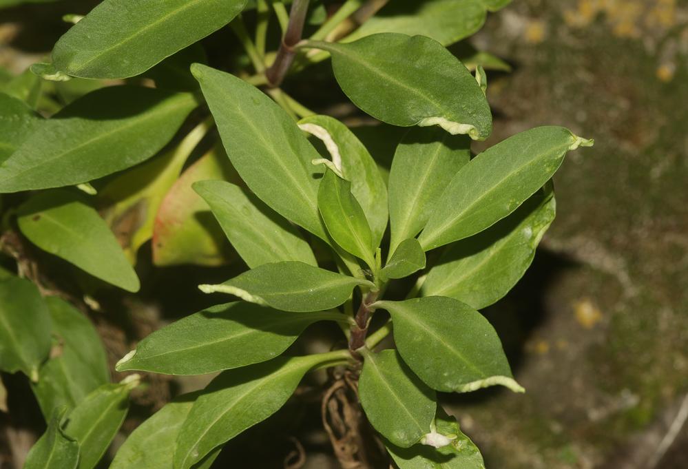  Trioza centranthi (Vallot, 1829)