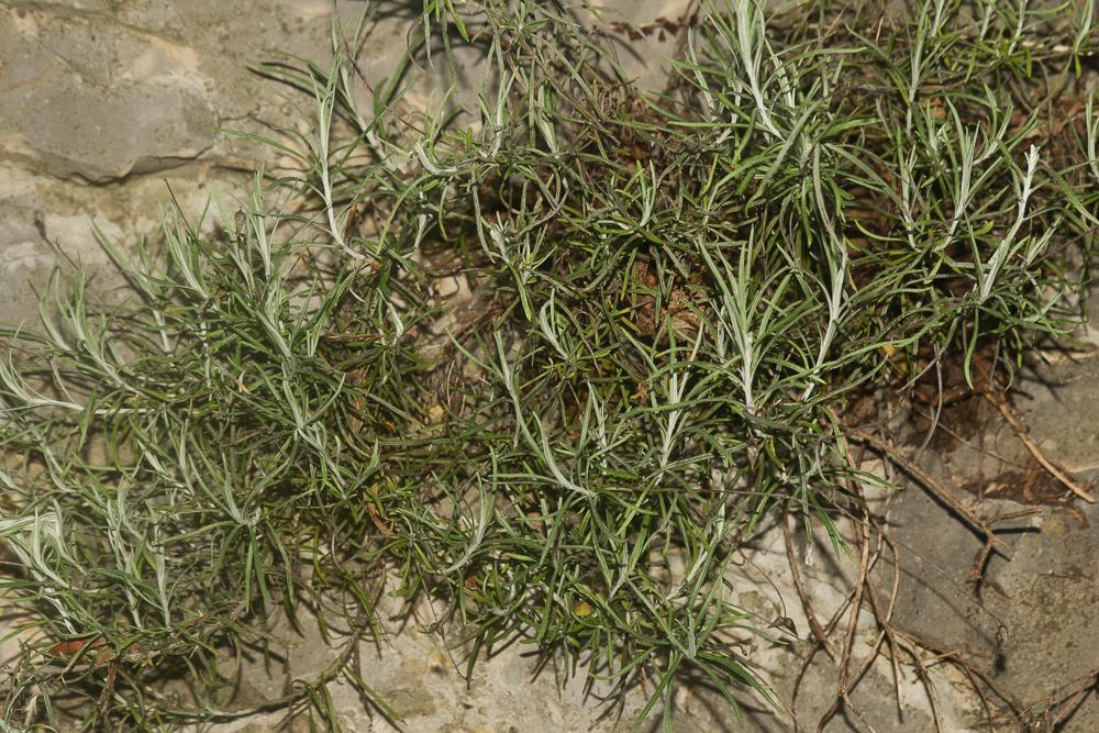 Phagnalon repoussant Phagnalon sordidum (L.) Rchb., 1831