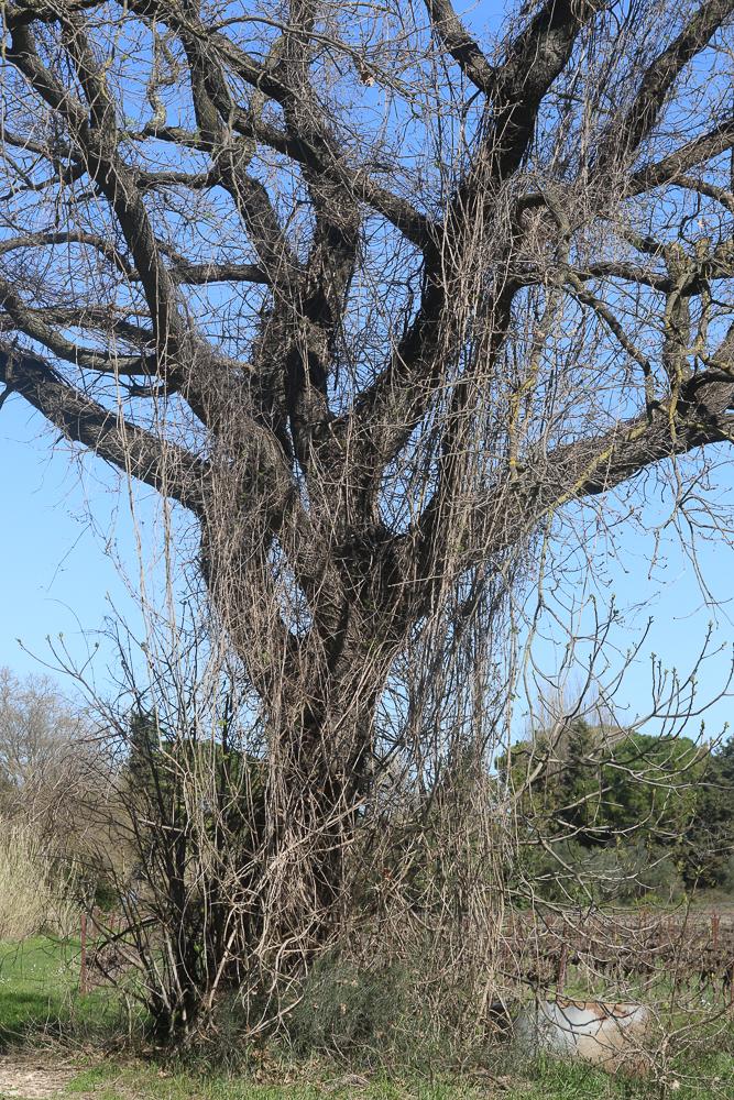 La Clématite des haies, Herbe aux gueux Clematis vitalba L., 1753