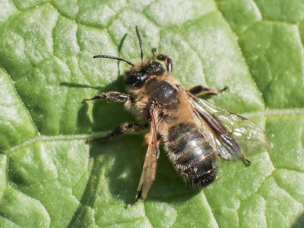  Andrena nigroaenea (Kirby, 1802)