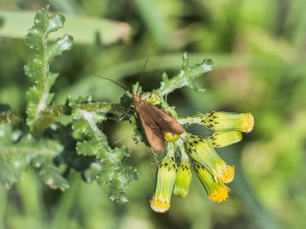 Phryganes, Porte-bois Trichoptera Kirby, 1813