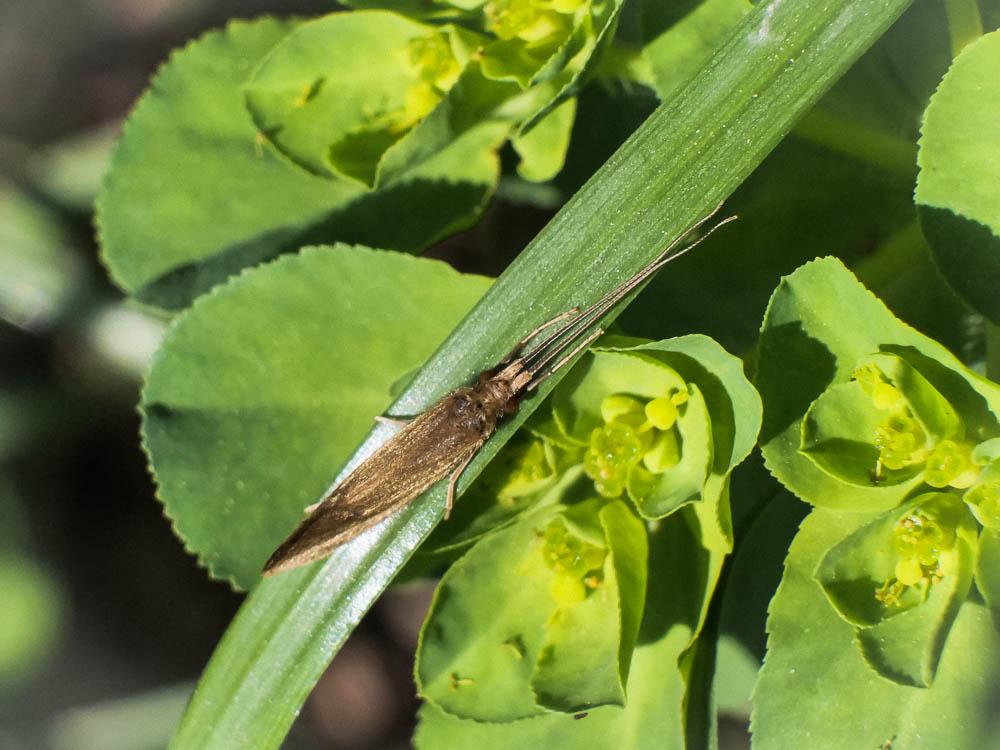 Phryganes, Porte-bois Trichoptera Kirby, 1813