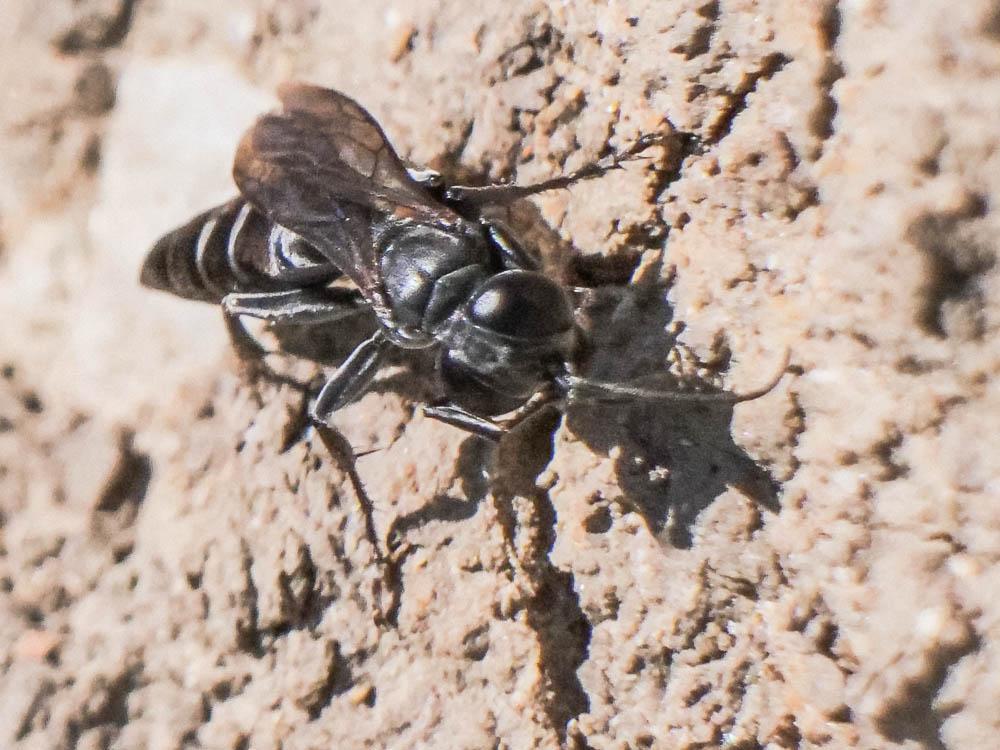  Pompilidae Latreille, 1805
