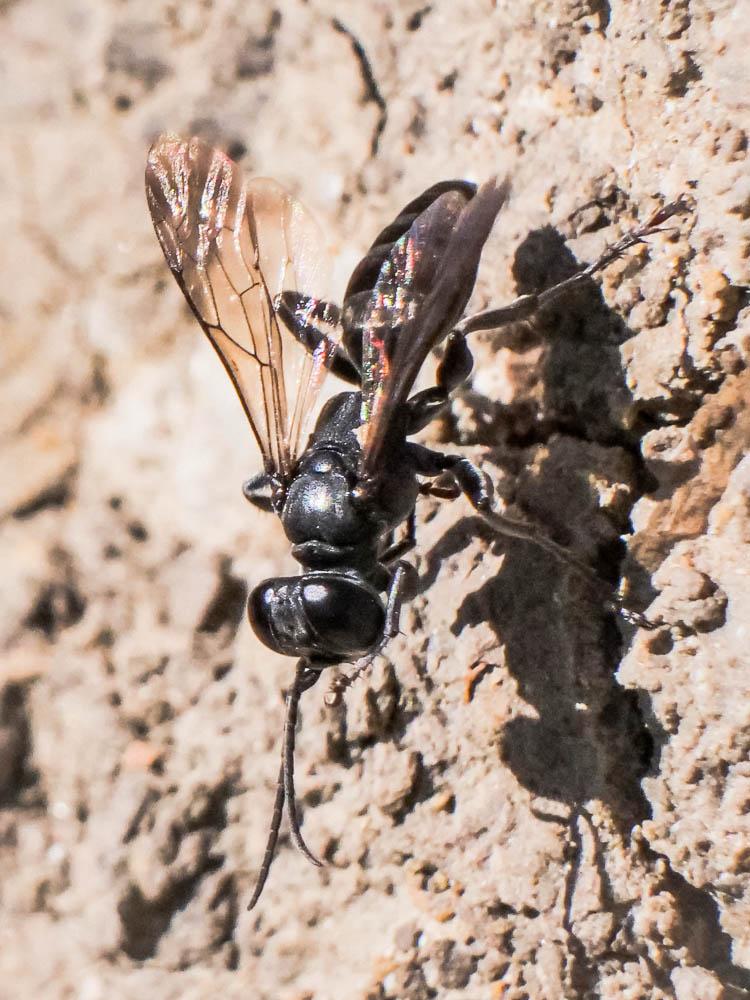  Pompilidae Latreille, 1805