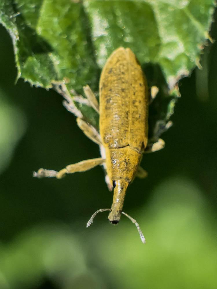 Lixe poudreux Lixus pulverulentus (Scopoli, 1763)