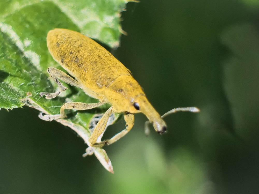 Lixe poudreux Lixus pulverulentus (Scopoli, 1763)