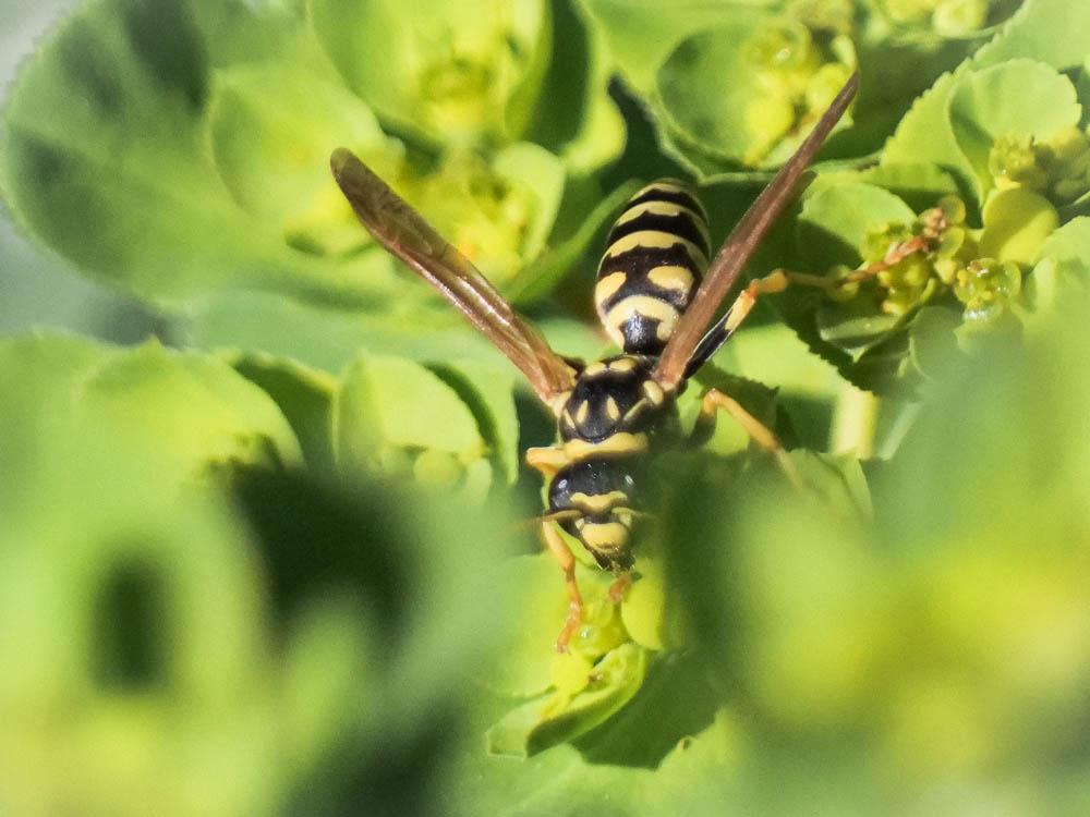 Guêpe poliste Polistes dominula (Christ, 1791)