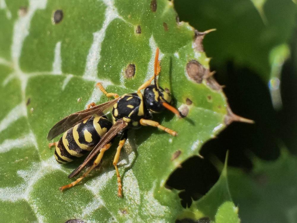 Guêpe poliste Polistes dominula (Christ, 1791)