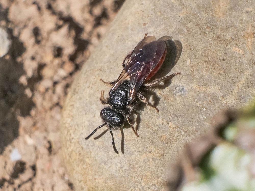  Sphecodes ruficrus (Erichson, 1835)