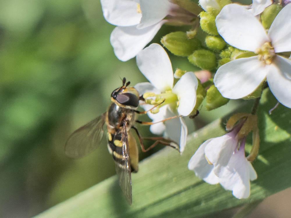  Eupeodes Osten Sacken, 1877