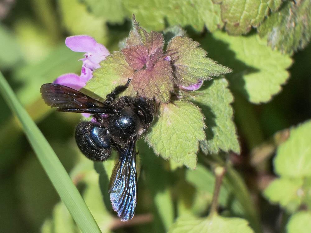 Xylocope irisé Xylocopa iris (Christ, 1791)