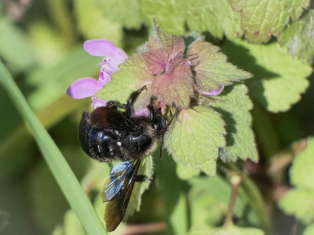 Xylocope irisé Xylocopa iris (Christ, 1791)