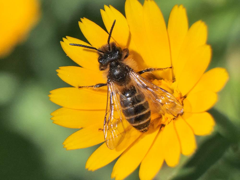  Andrena flavipes Panzer, 1799