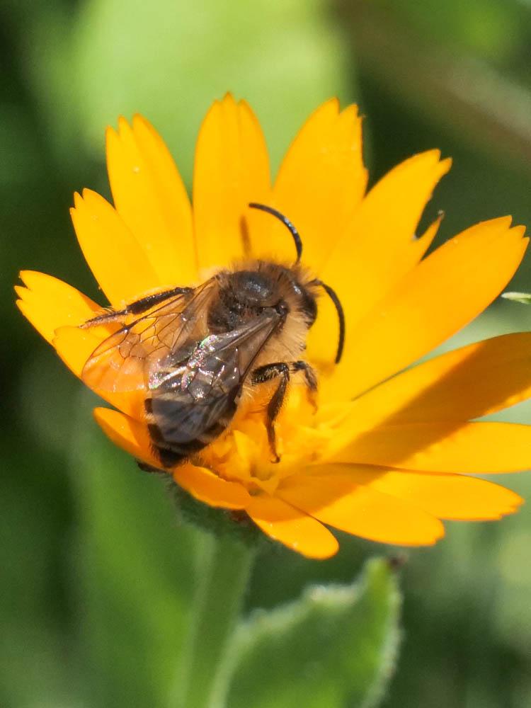  Andrena flavipes Panzer, 1799