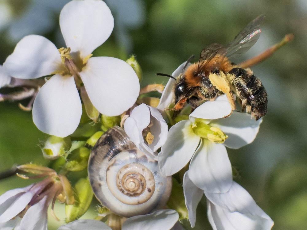  Andrena ferrugineicrus Dours, 1872
