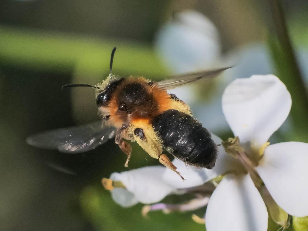  Andrena ferrugineicrus Dours, 1872