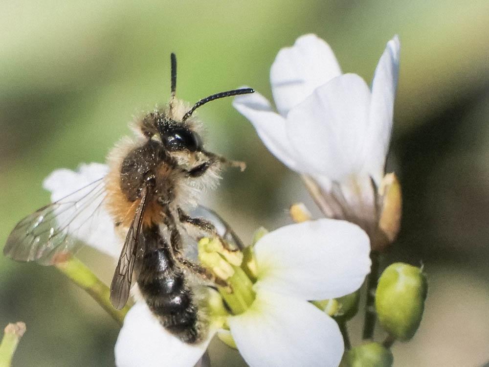  Andrena Fabricius, 1775
