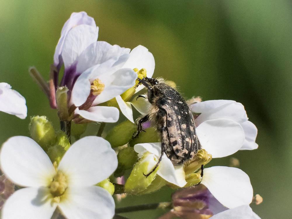 drap mortuaire (le) Oxythyrea funesta (Poda, 1761)