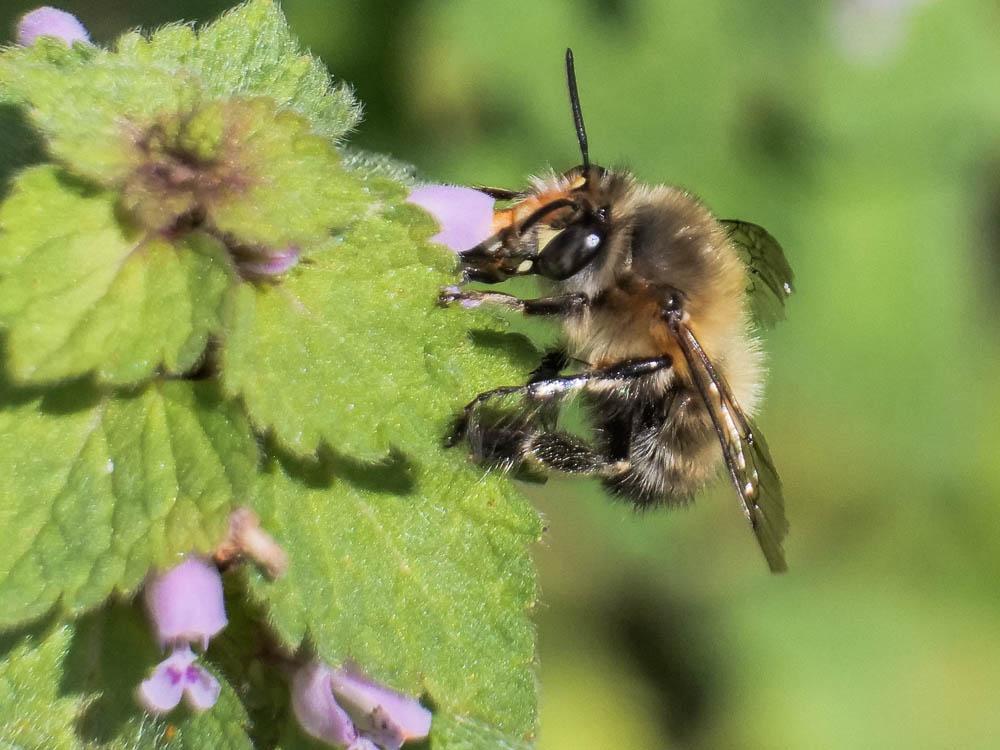 Anthophore commune, Anthophore plumeuse, Anthophor Anthophora plumipes (Pallas, 1772)