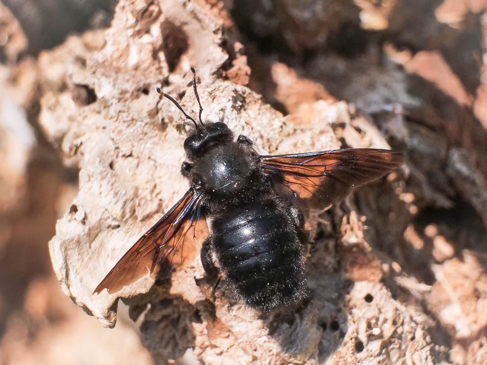 Abeille charpentière, Xylocope violet Xylocopa violacea (Linnaeus, 1758)
